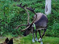 Pinu'u Norwegen  Bes.: Silke Stech