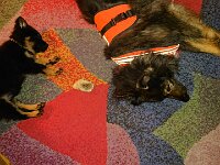 Pinu'u und Ishani von Maiara Chayenne  Bes.: Silke Stech