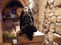 Training im Europapark  Bes.: Silke Stech