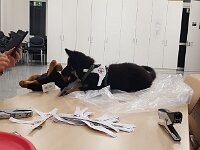 Pinu'u  erste Mithilfe bei der Rettunghundestaffel als angehnder Einsatzhund :-)