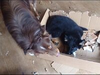 Ty und Pinu'u am Karton schreddern  Bes.: Silke Stech