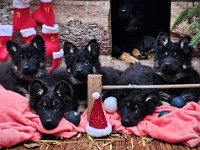 P-Wurf, 8 Wochen alt