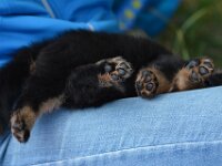 5,5 Wochen alt  Bes.: Caroline Bronnenmayer