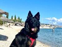 Raven in Kroatien  Bes.: Caroline Bronnenmayer