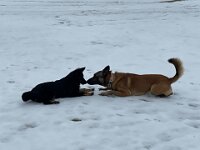 Raven und Delija