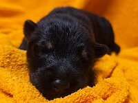 1 Woche alt  Bes.: Gabi Frei