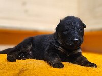 3 Wochen alt  Bes.: Gabi Frei