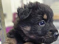 5 Wochen alt  Bes.: Gabi Frei