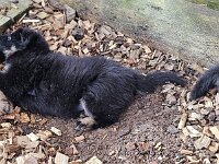 7 Wochen alt  Bes.: Gabi Frei