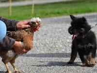 7,5 Wochen alt  Besuch auf dem Bauernhof