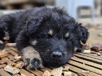 7  Wochen alt  Bes.: Gabi Frei