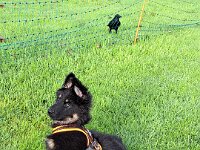 Qemal  Bes.: Gabi Frei