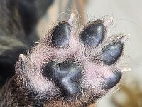 3 Wochen alt  Krallen schneiden ist angesagt