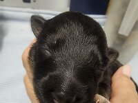 3 Tage alt  Bes.: Susi Seiz