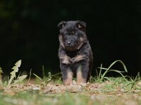 5,5 Wochen alt  Bes.: Susi Seiz