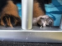 6 Wochen alt  Autofahren