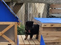 6 Wochen alt  Müllersche Welpenburg