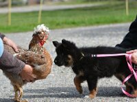 7,5 Wochen alt  Besuch auf dem Bauernhof