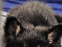 8 Wochen alt  Bes.: Susi Seiz