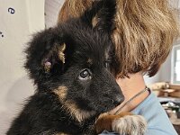 8 Wochen alt  Auf in die grosse Welt hinaus!