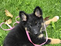 Tayah  Bes.: Susi Seiz