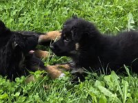 Tayah und Qiu  Bes.: Susi Seiz und Catherine Perren