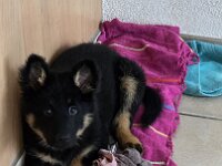 Tayah  Bes.: Susi Seiz