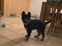 Tayah  Bes.: Susi Seiz