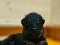 3 Wochen alt  Bes.: Karin Bieri