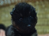 4 Wochen alt  Bes.: Karin Bieri