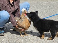 7,5 Wochen  auf dem Bauernhof