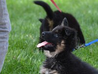 7,5 Wochen alt  Bes.: Karin Bieri