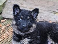 7 Wochen alt  Bes.: Karin Bieri