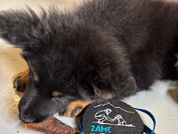 Quan  Bes.: Karin Bieri