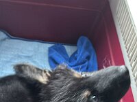 Quan auf dem Weg in sein neues Zuhause  Bes.: Karin Bieri