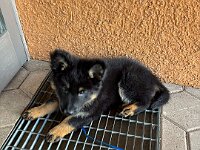 Quan - Gitter kein Problem  Bes.: Karin Bieri