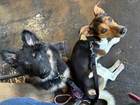 Quan und Fynn  Bes.: Karin Bieri