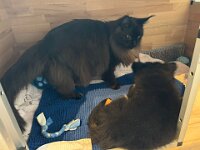 Rocky und Quan  Bes.: Karin Bieri