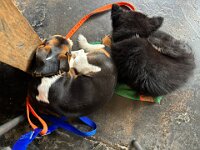 Fynn's neuer Freund Quan  Bes.: Karin Bieri