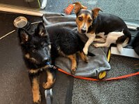 Quan und Fynn  Bes.: Karin Bieri