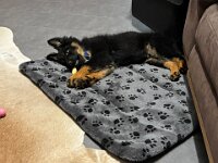 Quan  Bes.: Karin Bieri