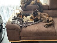 Freunde  Bes.: Karin Bieri