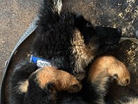 Quan  Bes.: Karin Bieri