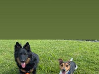 Quan und Fynn  Bes.: Karin Bieri