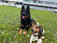 Quan und Fynn  Bes.: Karin Bieri