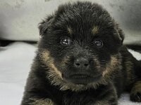 Rana Siyah  Bes.: Moni Müller