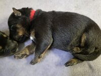 Ravel  Bes.: Sonja Item