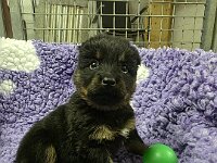 Ravel  Bes.: Sonja Item