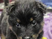 Ravel  Bes.: Sonja Item