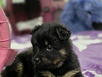 Ravel  Bes.: Sonja Item